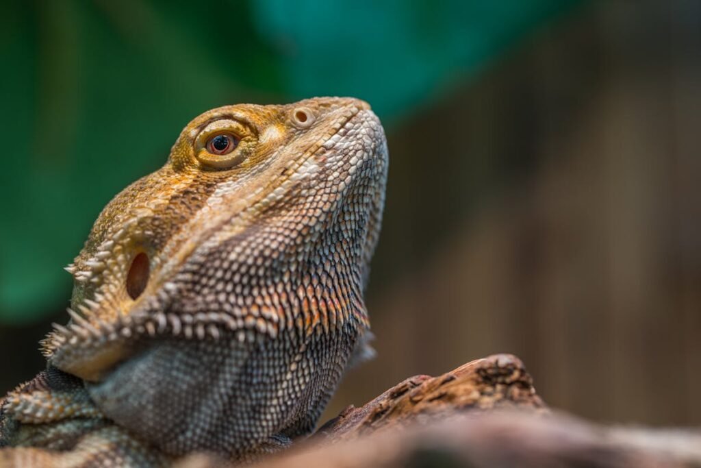 traveling with bearded dragon safely in a carrier
