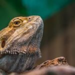 traveling with bearded dragon safely in a carrier