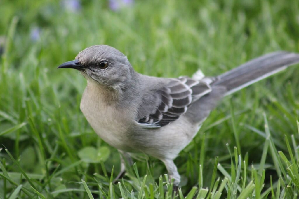 why does a mockingbird sing at night