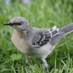 why does a mockingbird sing at night